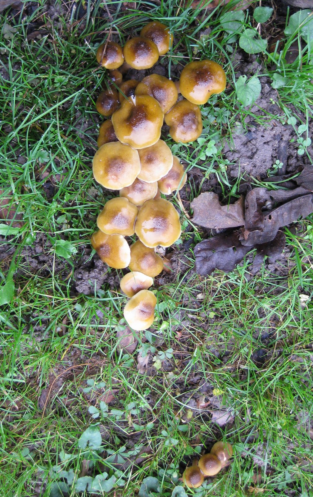 Oº°‘¨ Novelinadelorto ¨‘°ºO: funghi chiodini?