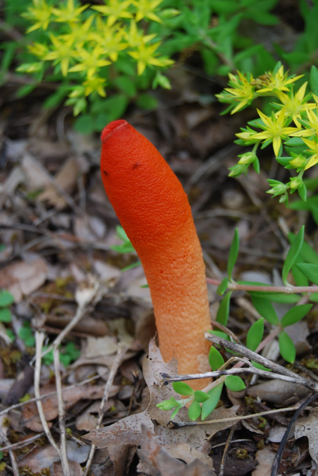 ideas-of-inspiration-orange-mushroom