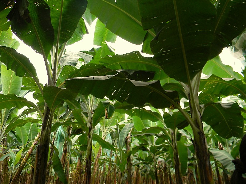 Nancy and Chuck Retirement in Ecuador Saga of the Banana Plantation