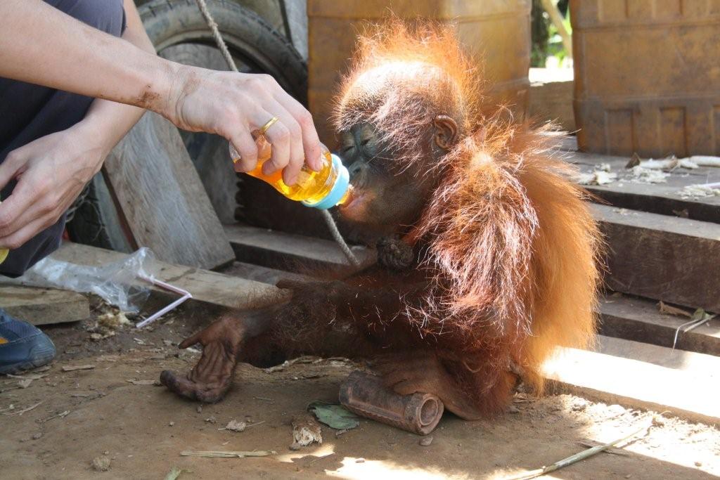 Yayasan IAR Indonesia: Jack, Ledi dan Puyol: 3 bayi orangutan penghuni