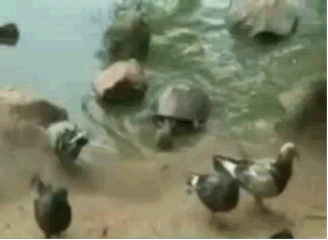 1238674605_turtle_eats_pigeon.gif
