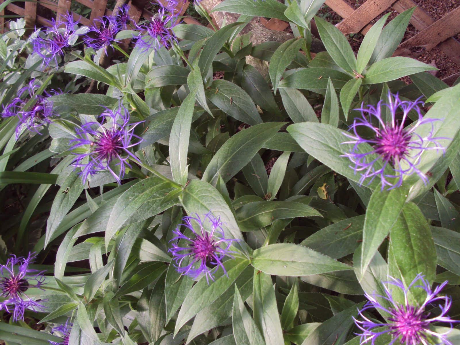 The Smokey Lentil Flowers around the camp