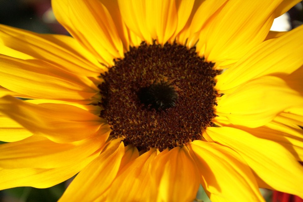 [Winter+Sunflower.jpg]