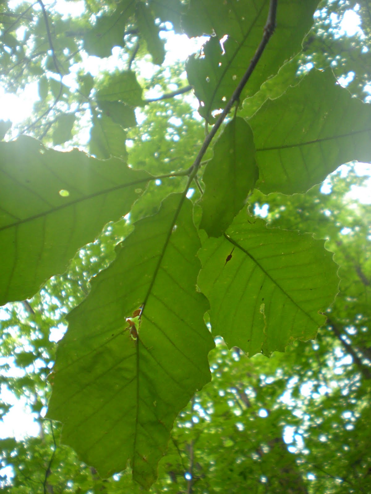 Species List Hickory/Oak Forest Findings