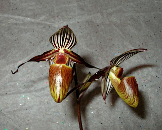 Paph. gardineri