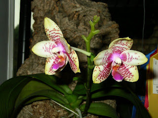 Phal. Orchid World 'Brother'