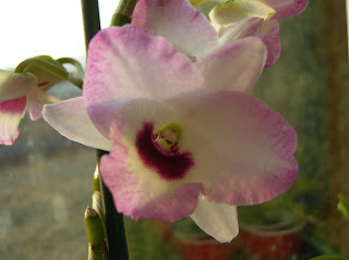 Dendrobium (Himezakura x Super Ise)