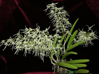 Dendrobium or Dockrilla wassellii