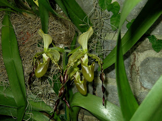 Paph. Lynleigh Koopowitz