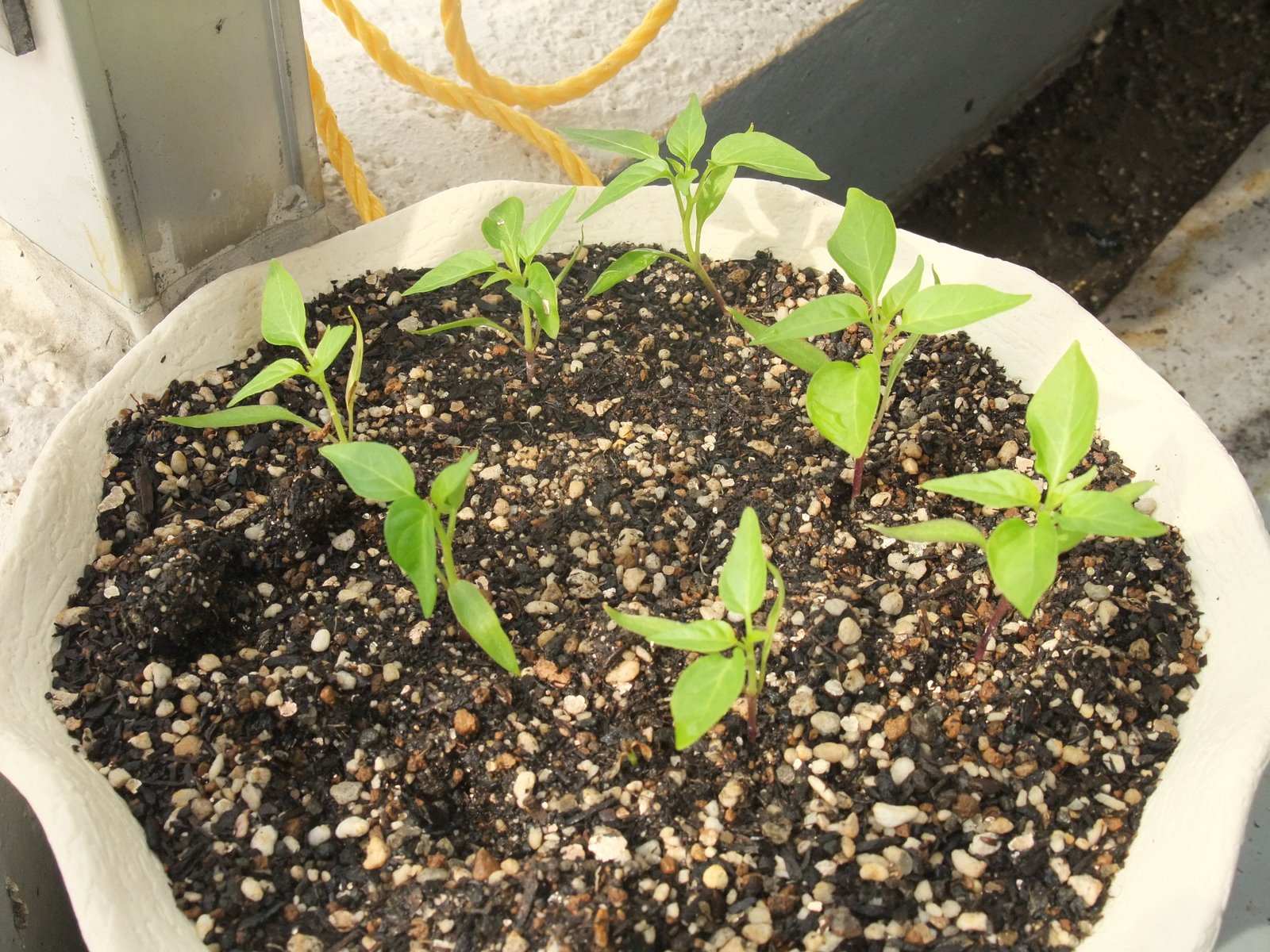 [Dc2009_0521_082535.JPG]