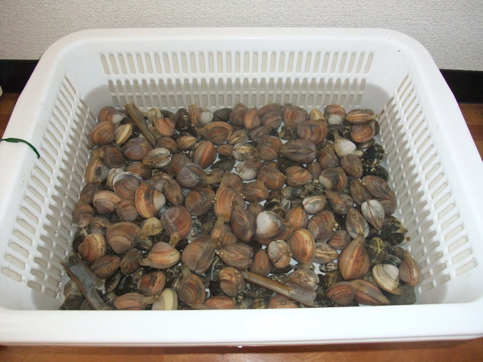 [Dc2009_0525_080705.JPG]