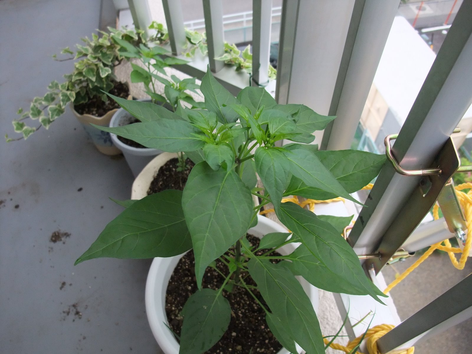 [Dc2009_0625_074555.JPG]