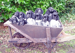 Stommeerpolder puppies 1st litter