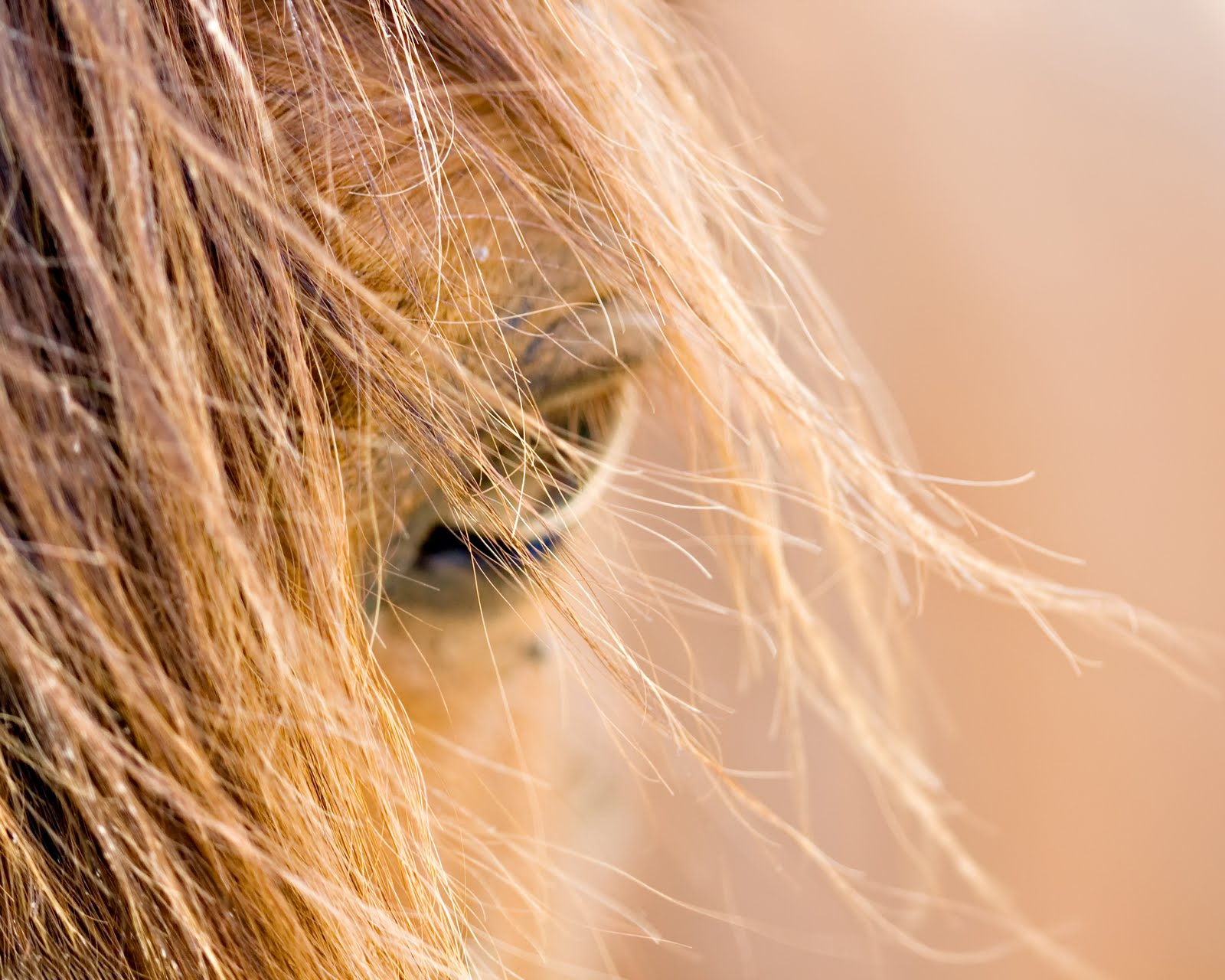 Holistic EquineNatural Health for Your Horse New book on Natural