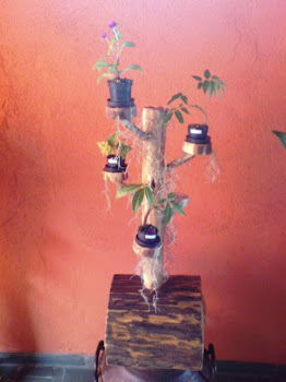 Base para mini bonsai