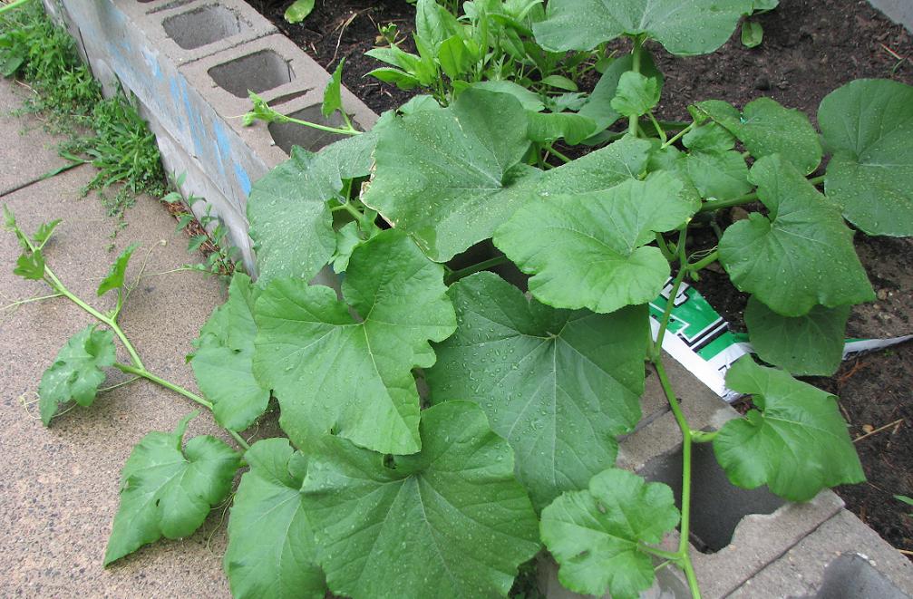 to MN The Garden An Update in Photographs (part I)