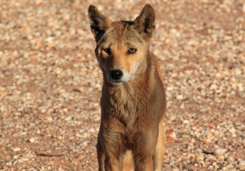 Cheryl Parkes: Tuesday 13/7/2010 Len Beadell's Tree to Docker River