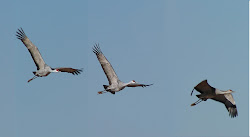 birds cochise county groups whitewater cranes draw fly roosting bugs geese wintering thousands arizona sporadically morning much than
