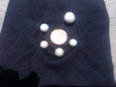 Pelbagai Saiz Buntat Kelapa