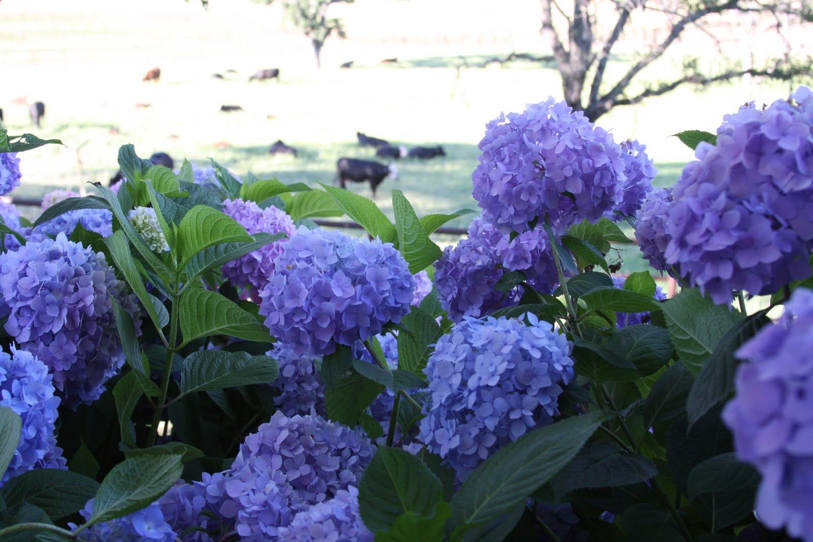 Dreamy Whites Hydrangeas