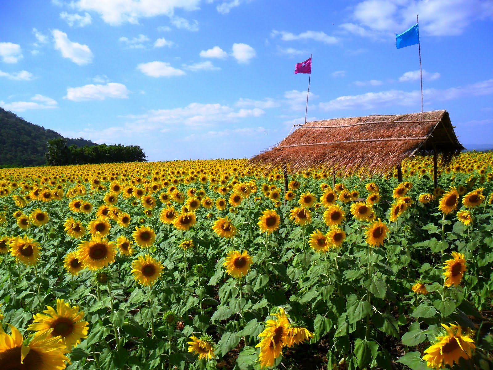Sunflower Field Thailand