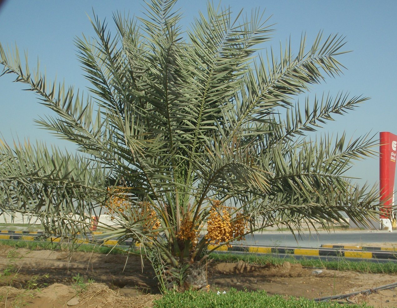 A Date With Dates Simple Dreams