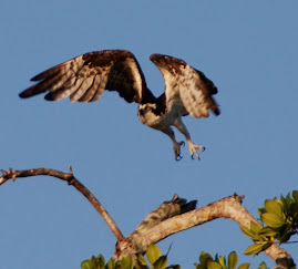 Osprey