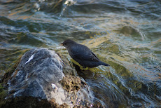American Dipper