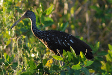 Limpkin