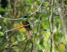 Rufous-tailed Jacamar