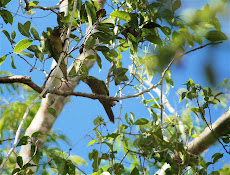 Aztec Parakeets