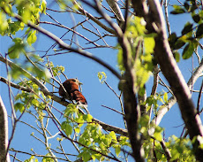 Squirrel Cuckoo