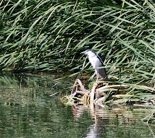 Black-crowned Night-Heron