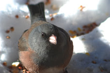 Dark-eyed Junco