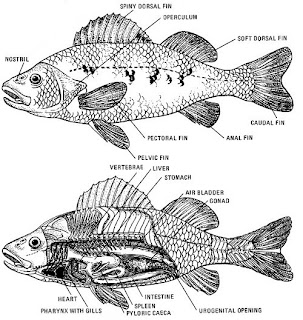 E-kan: Anatomy of Fish