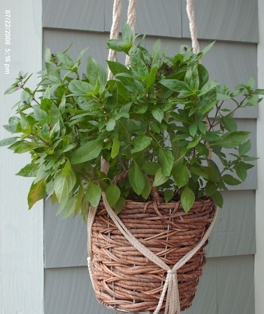 [basil2.jpg]