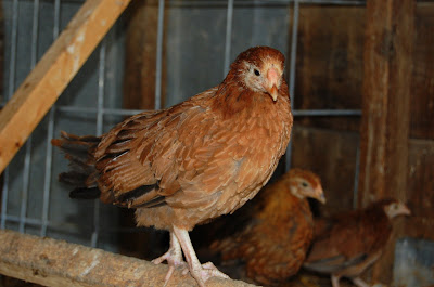 Crosswinds Farm: Chicken Math-IT WORKS IN REVERSE!!!