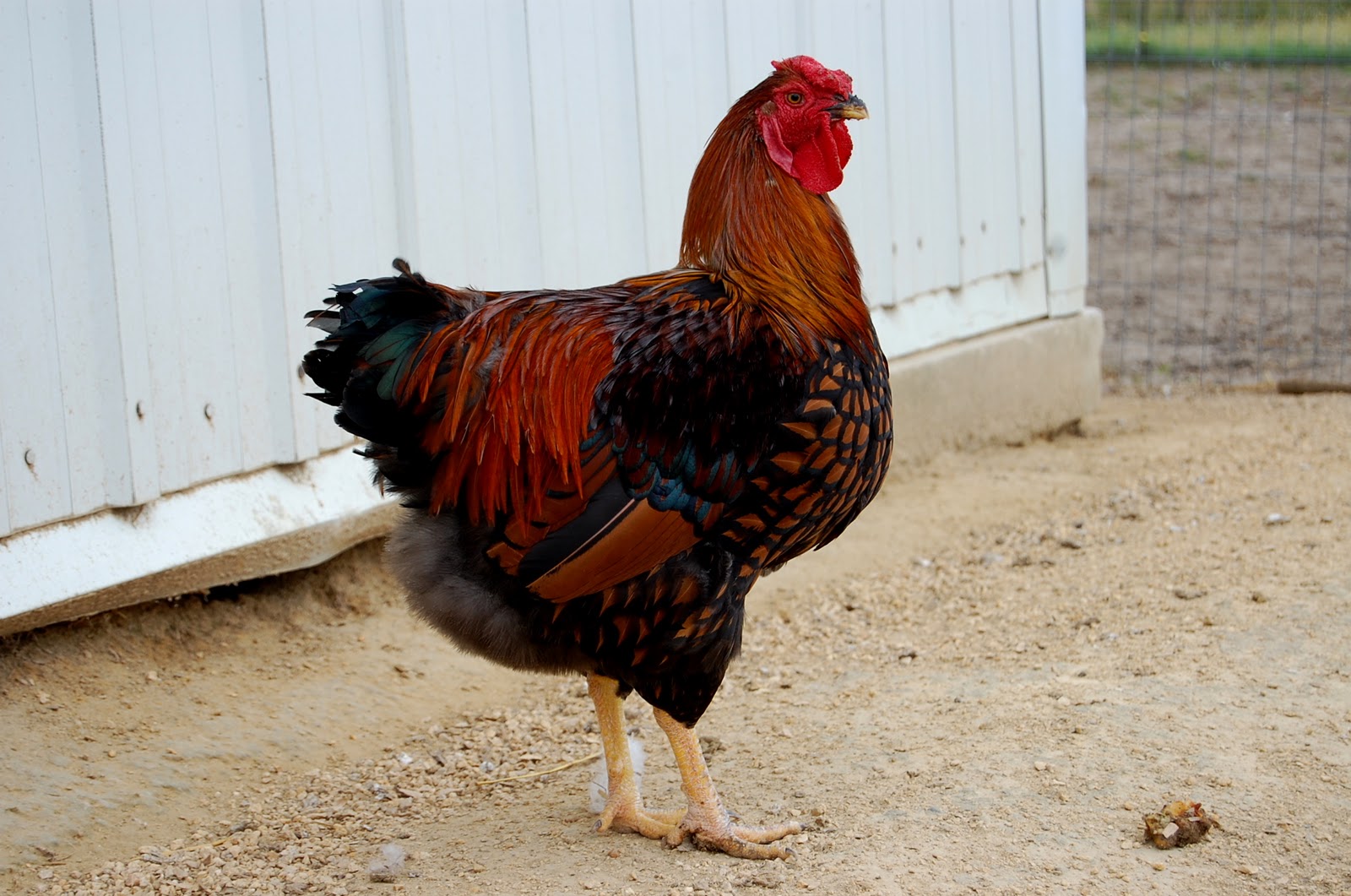 Crosswinds Farm Chicken Math IT WORKS IN REVERSE 