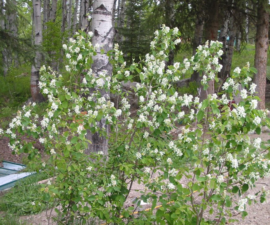 Country Living in a Cariboo Valley Saskatoon Berry Bushes