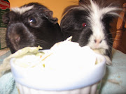 The Family Guinea Pigs
