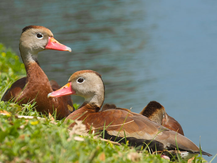 Red and the Peanut Blackbellied WhistlingDucks basking in the Florida sun...
