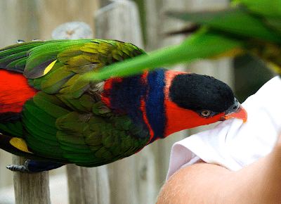 Red and the Peanut: Lorikeet Landing at the Cincinnati Zoo and ...