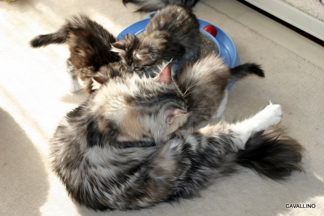 Cavallino 猫 ねこ ネコ 団子三兄弟通信 おっぱいちゅっちゅ