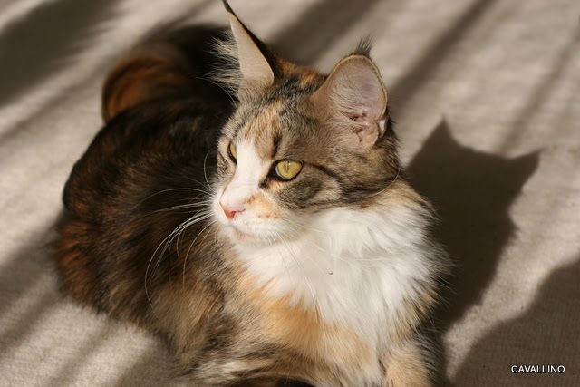 Cavallino 猫 ねこ ネコ 団子三兄弟通信 おっぱいちゅっちゅ
