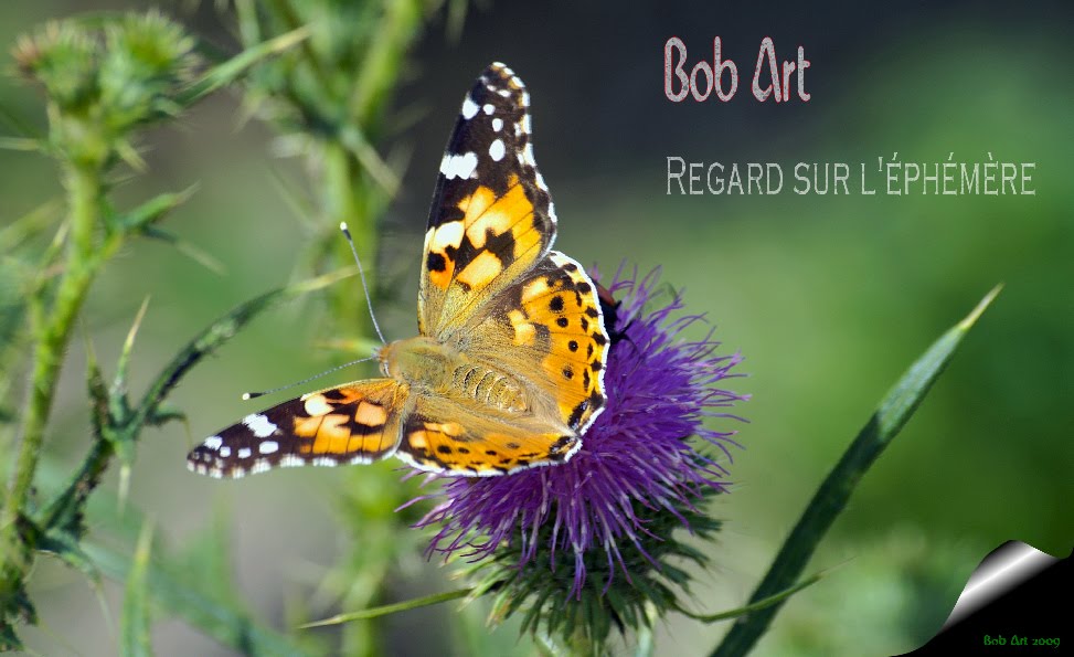 Bob Art