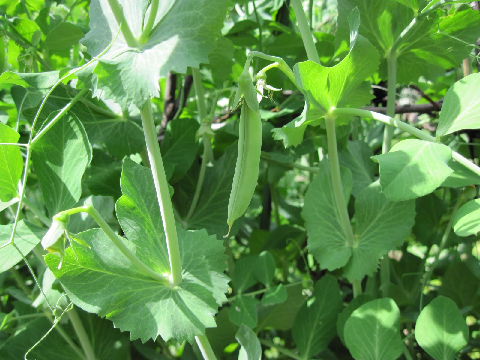 Central Virginia Organic Gardener EdiblePodded Peas