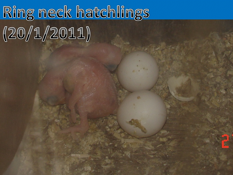 PARAKEETSB 2 ringneck parakeet's egg has successfully hatch on the 20