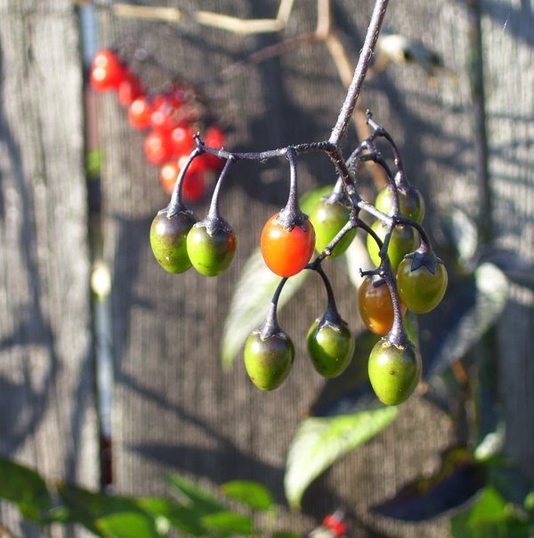 [autumn-berries01-72.jpg]