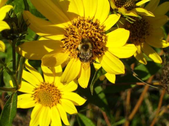 [bee02-72.jpg]