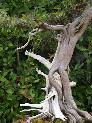 Consultores de estilo: El jardín de los bonsais.